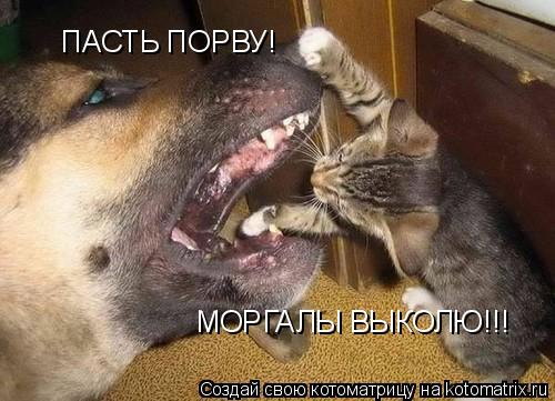 ПАСТЬ ПОРВУ! МОРГАЛЫ ВЫКОЛЮ!!!... Котоматрица: ПАСТЬ ПОРВУ! МОРГАЛЫ ВЫКОЛЮ!!!
