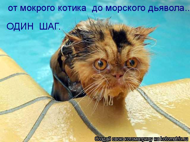 от мокрого котика до морского дьявола... ОДИН ШАГ.... Котоматрица: от мокрого котика до морского дьявола... ОДИН ШАГ.