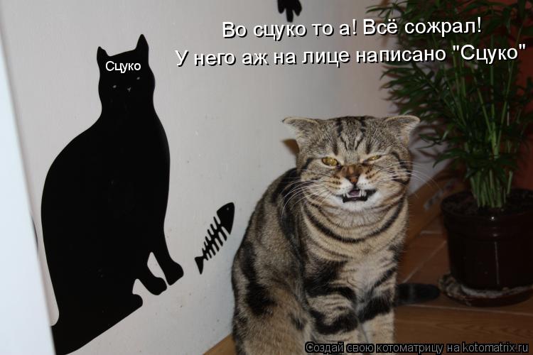 Сцуко Во сцуко то а! Всё сожрал! У него аж на лице написано "Сцуко"... Котоматрица: Сцуко Во сцуко то а! Всё сожрал! У него аж на лице написано "Сцуко"