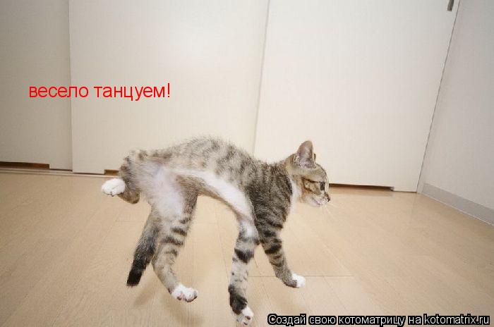 весело танцуем!... Котоматрица: весело танцуем!