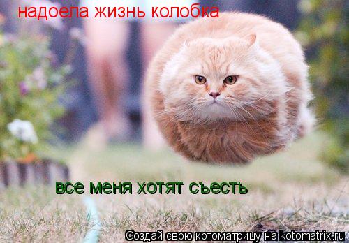 надоела жизнь колобка все меня хотят съесть... Котоматрица: надоела жизнь колобка все меня хотят съесть