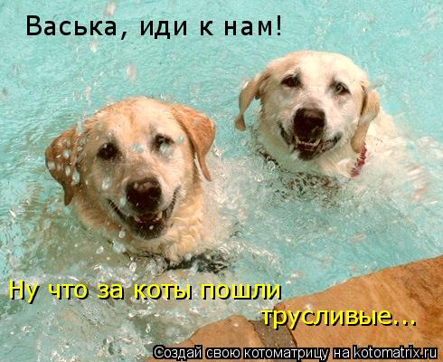 Васька, иди к нам! Ну что за коты пошли трусливые...... Котоматрица: Васька, иди к нам! Ну что за коты пошли трусливые...