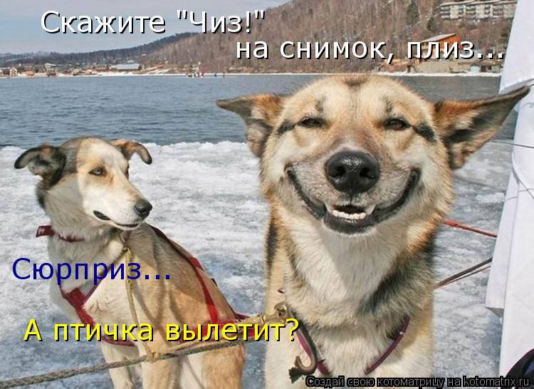 Скажите "Чиз!" на снимок, плиз... А птичка вылетит? Сюрприз...... Котоматрица: Скажите "Чиз!" на снимок, плиз... А птичка вылетит? Сюрприз...