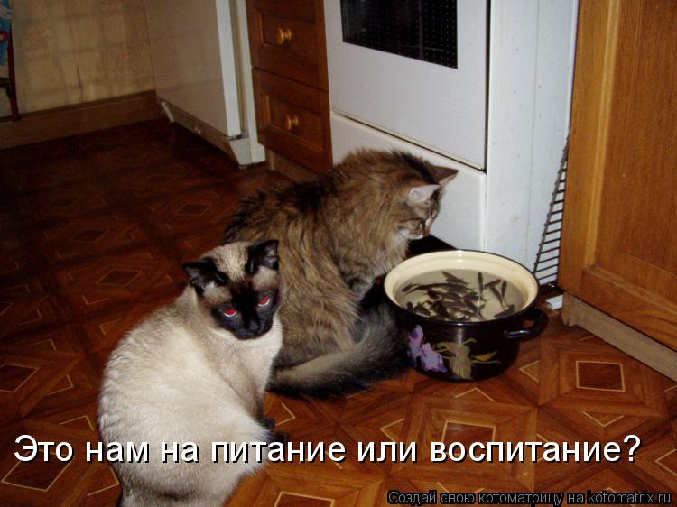 Это нам на питание или воспитание?... Котоматрица: Это нам на питание или воспитание?