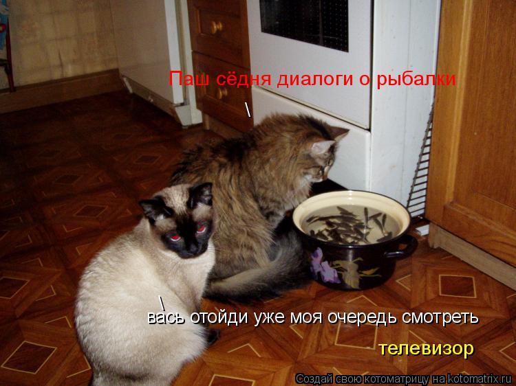 вась отойди уже моя очередь смотреть телевизор \ \ Паш сёдня диалоги о рыбалки... Котоматрица: вась отойди уже моя очередь смотреть телевизор \ \ Паш сёдня диалоги о рыбалки