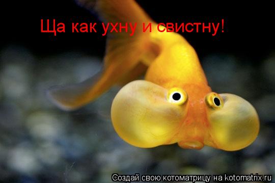 Ща как ухну и свистну!... Котоматрица: Ща как ухну и свистну!