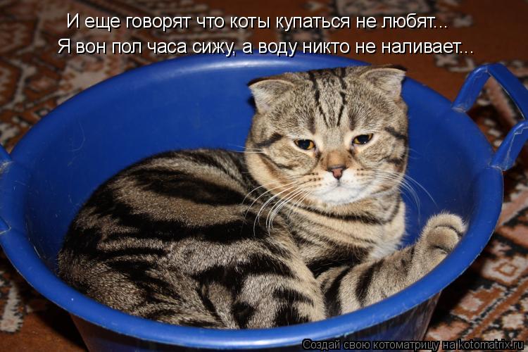 И еще говорят что коты купаться не любят... Я вон пол часа сижу, а воду никто не наливает...... Котоматрица: И еще говорят что коты купаться не любят... Я вон пол часа сижу, а воду никто не наливает...