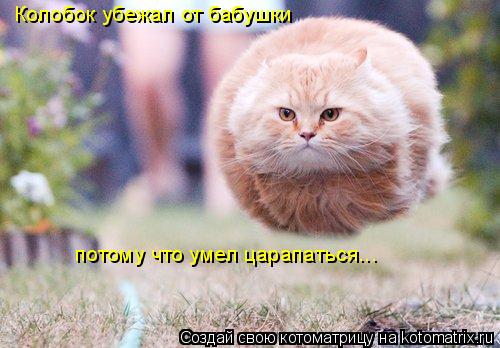 Колобок убежал от лисы потому что умел царапаться Колобок убежал от бабушки потому что умел царапатьс... Котоматрица: Колобок убежал от лисы потому что умел царапаться Колобок убежал от бабушки потому что умел царапаться...