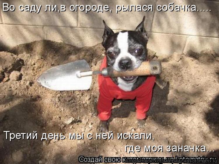 Во саду ли,в огороде, рылася собачка..... Третий день мы с ней искали, где моя заначка...... Котоматрица: Во саду ли,в огороде, рылася собачка..... Третий день мы с ней искали, где моя заначка...