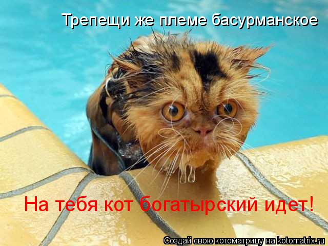 На тебя кот богатырский идет! Трепещи же племе басурманское... Котоматрица: На тебя кот богатырский идет! Трепещи же племе басурманское