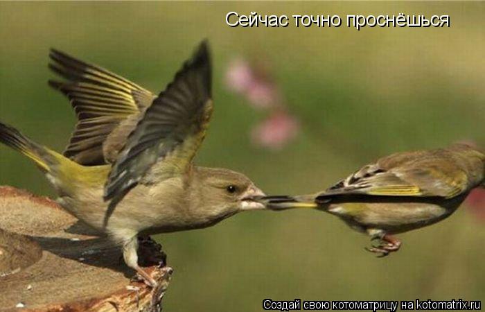 Сейчас точно проснёшься... Котоматрица: Сейчас точно проснёшься