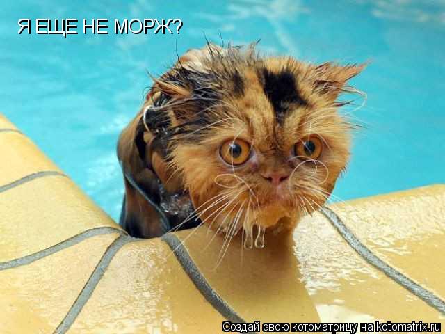 Я ЕЩЕ НЕ МОРЖ?... Котоматрица: Я ЕЩЕ НЕ МОРЖ?