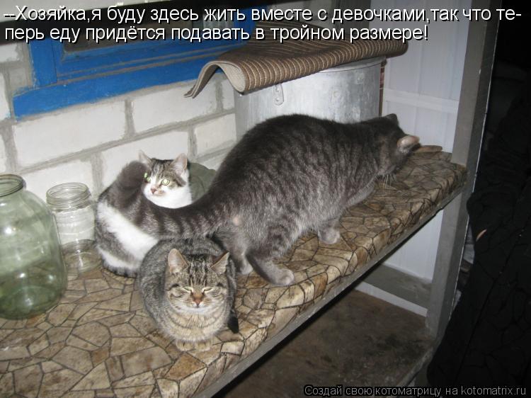 --Хозяйка,я буду здесь жить вместе с девочками,так что те- перь еду придётся подавать в тройном разме... Котоматрица: --Хозяйка,я буду здесь жить вместе с девочками,так что те- перь еду придётся подавать в тройном размере!
