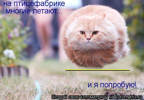 на птицефабрике многие летают... и я попробую! _______________... Котоматрица: на птицефабрике многие летают... и я попробую! _______________