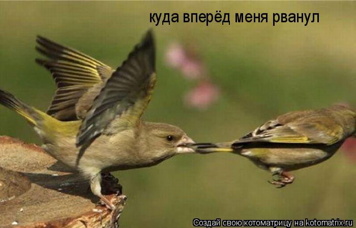 куда вперёд меня рванул... Котоматрица: куда вперёд меня рванул