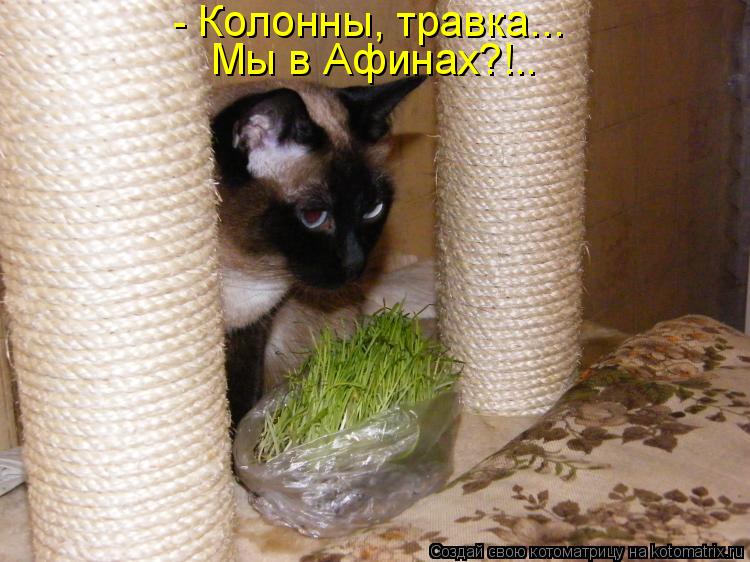 - Колонны, травка... Мы в Афинах?!..... Котоматрица: - Колонны, травка... Мы в Афинах?!..