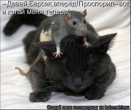 --Давай,Барсик,вперёд!Проспорил--вот и катай меня теперь!... Котоматрица: --Давай,Барсик,вперёд!Проспорил--вот и катай меня теперь!