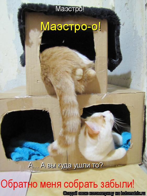Маэстро! Маэстро-о! Маэстро! А... А вы куда ушли то? Обратно меня собрать забыли!... Котоматрица: Маэстро! Маэстро-о! Маэстро! А... А вы куда ушли то? Обратно меня собрать забыли!