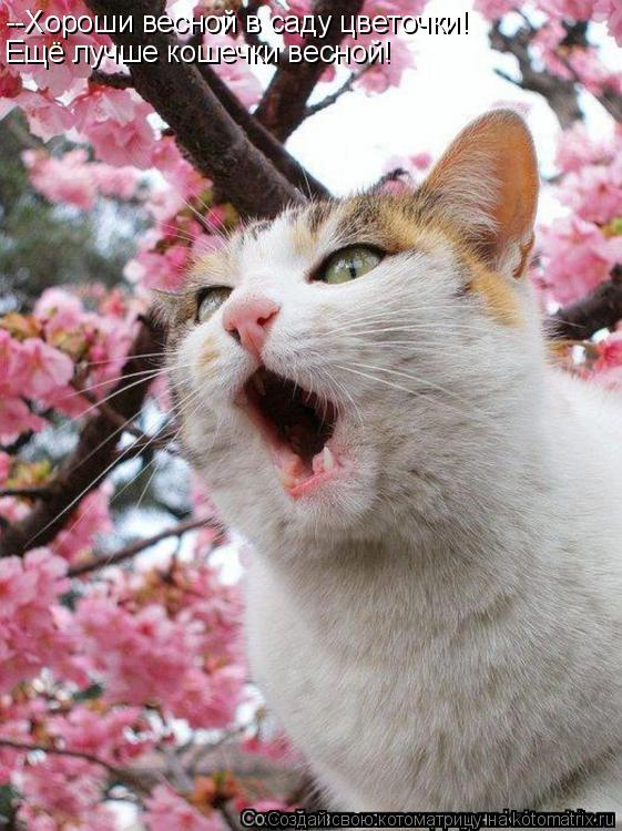 --Хороши весной в саду цветочки! Ещё лучше кошечки весной!... Котоматрица: --Хороши весной в саду цветочки! Ещё лучше кошечки весной!