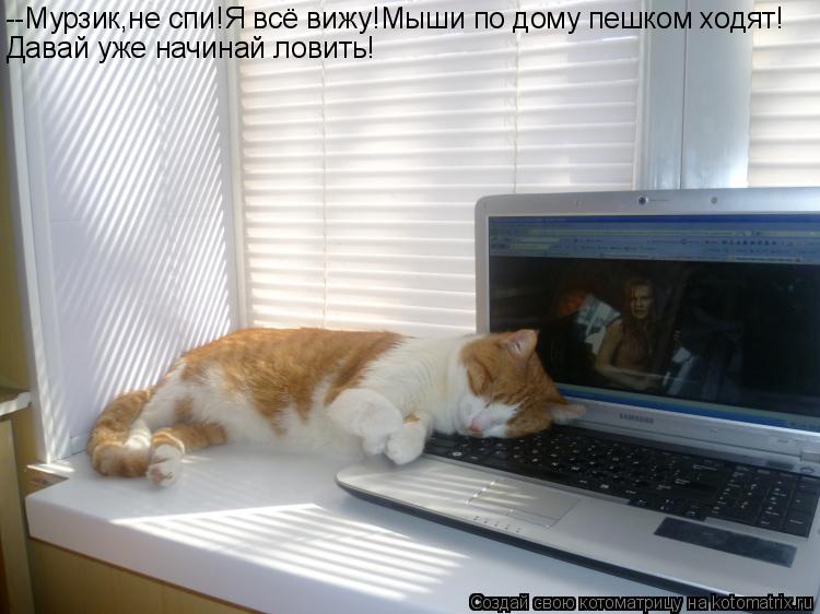 --Мурзик,не спи!Я всё вижу!Мыши по дому пешком ходят! Давай уже начинай ловить!... Котоматрица: --Мурзик,не спи!Я всё вижу!Мыши по дому пешком ходят! Давай уже начинай ловить!