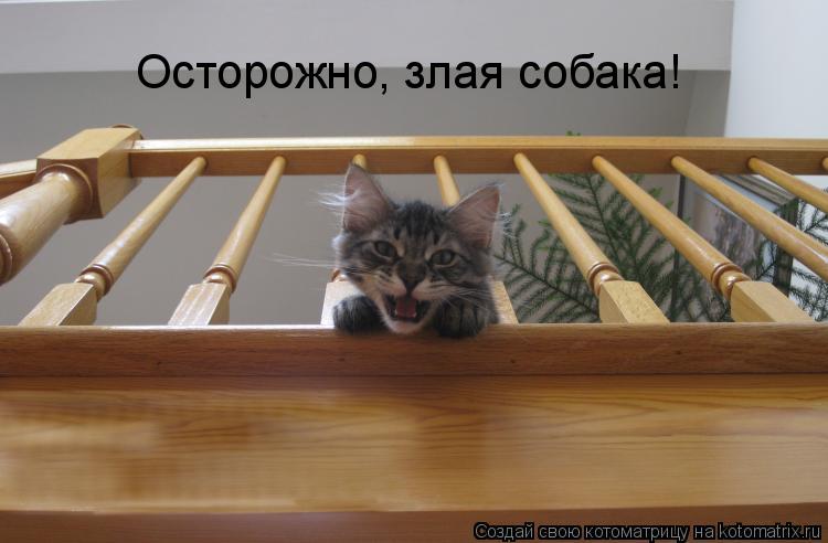 Осторожно, злая собака!... Котоматрица: Осторожно, злая собака!