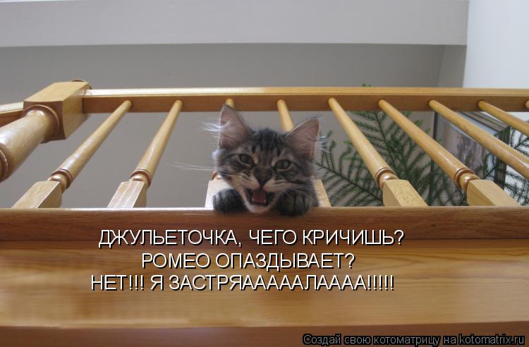 ДЖУЛЬЕТОЧКА, ЧЕГО КРИЧИШЬ? РОМЕО ОПАЗДЫВАЕТ? НЕТ!!! Я ЗАСТРЯАААААЛАААА!!!!!... Котоматрица: ДЖУЛЬЕТОЧКА, ЧЕГО КРИЧИШЬ? РОМЕО ОПАЗДЫВАЕТ? НЕТ!!! Я ЗАСТРЯАААААЛАААА!!!!!
