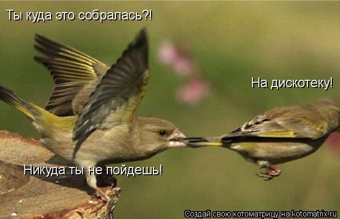 Ты куда это собралась?! На дискотеку! Никуда ты не пойдешь!... Котоматрица: Ты куда это собралась?! На дискотеку! Никуда ты не пойдешь!