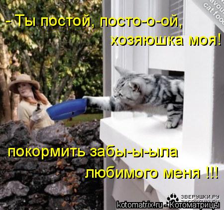 Котоматрица: - Ты постой, посто-о-ой,  хозяюшка моя! покормить забы-ы-ыла любимого меня !!!