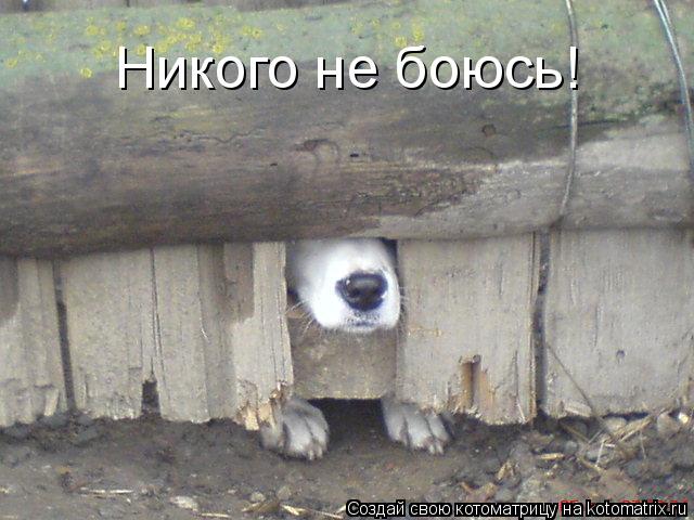 Котоматрица: Никого не боюсь!