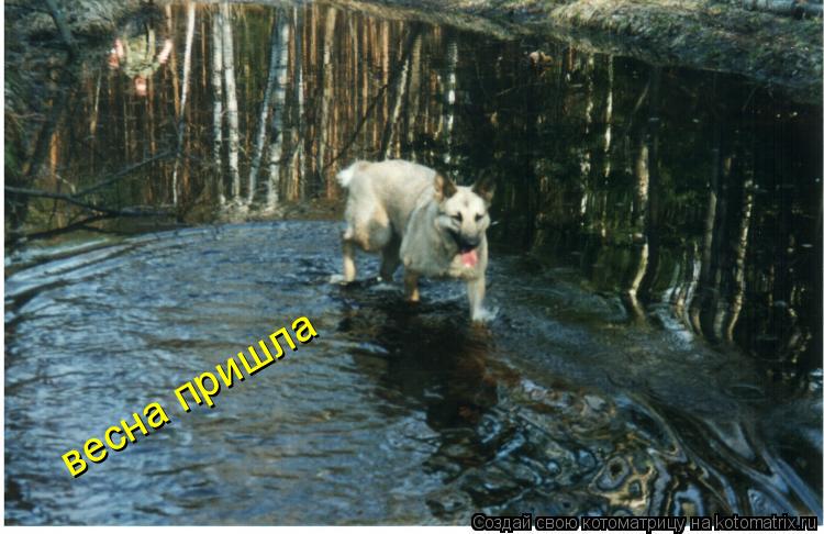 Котоматрица: весна пришла