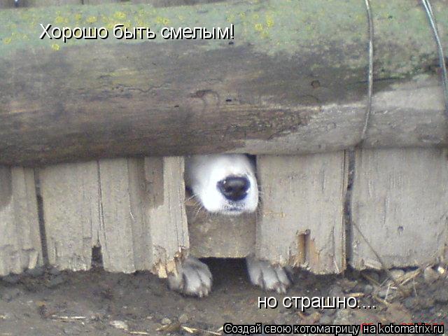 Котоматрица: Хорошо быть смелым! но страшно....