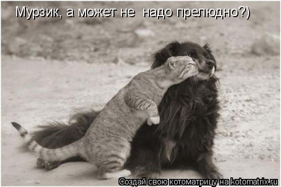 Котоматрица: Мурзик, а может не  надо прелюдно?)