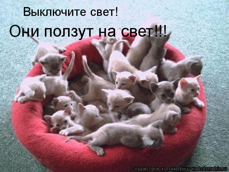 Котоматрица: Выключите свет!  Они ползут на свет!!!