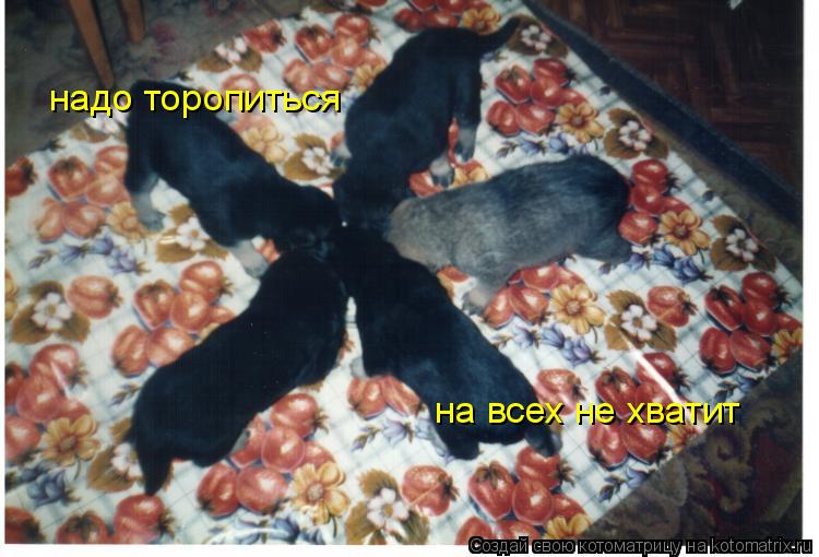Котоматрица: надо торопиться на всех не хватит
