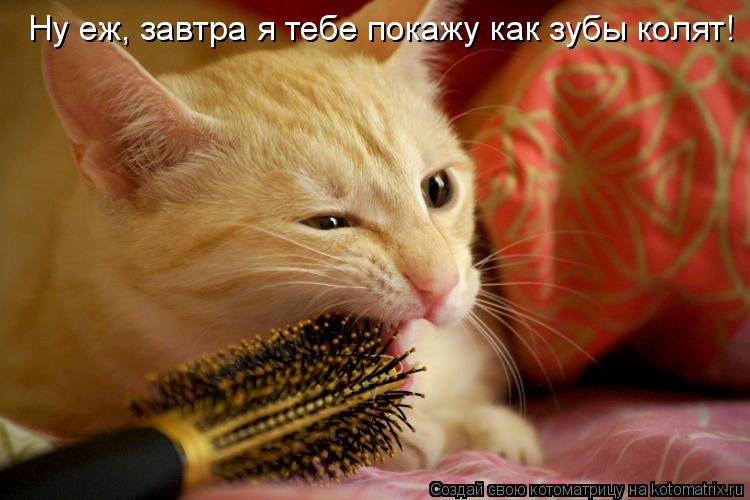 Котоматрица: Ну еж, завтра я тебе покажу как зубы колят!