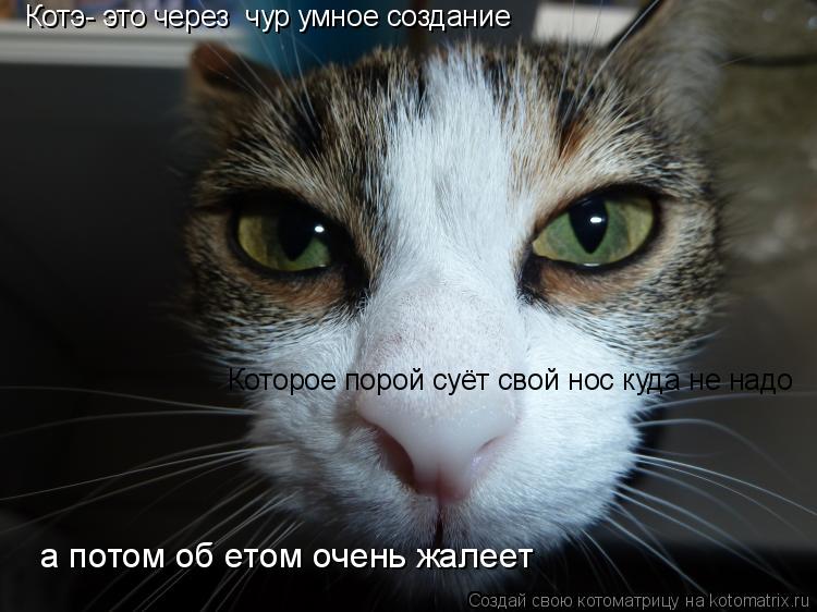 Котоматрица: Котэ- это через  чур умное создание Которое порой суёт свой нос куда не надо а потом об етом очень жалеет