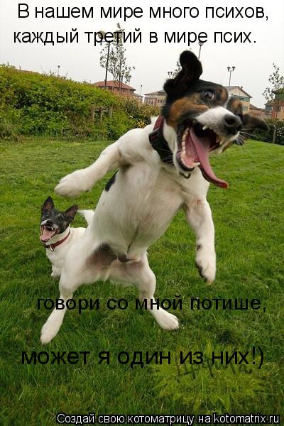 Котоматрица: В нашем мире много психов, каждый третий в мире псих. говори со мной потише, может я один из них!)
