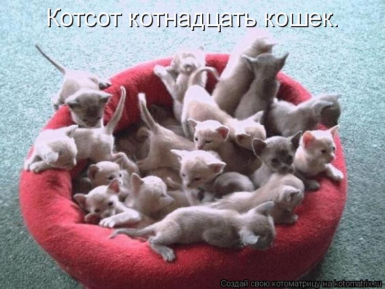 Котоматрица: Котсот котнадцать кошек.
