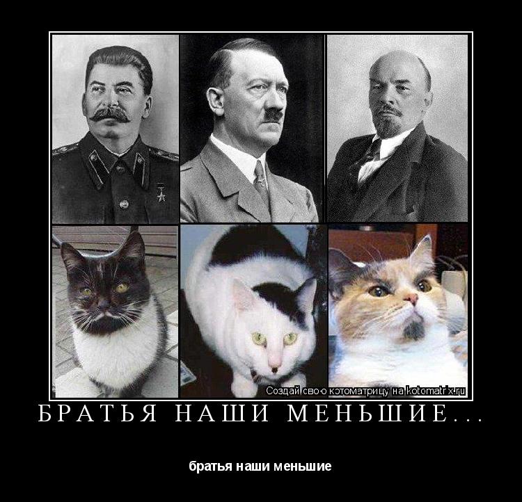 братья наши меньшие... братья наши меньшие... Котоматрица: братья наши меньшие... братья наши меньшие