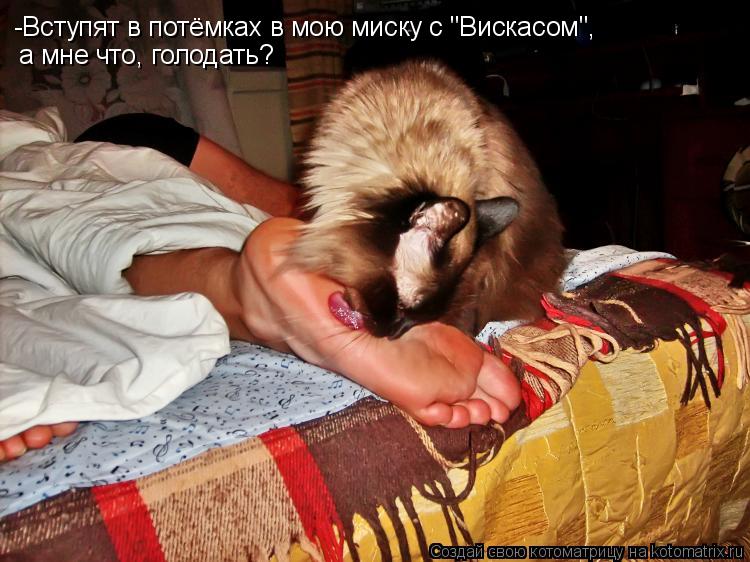 -Вступят в потёмках в мою миску с "Вискасом", а мне что, голодать?... Котоматрица: -Вступят в потёмках в мою миску с "Вискасом", а мне что, голодать?