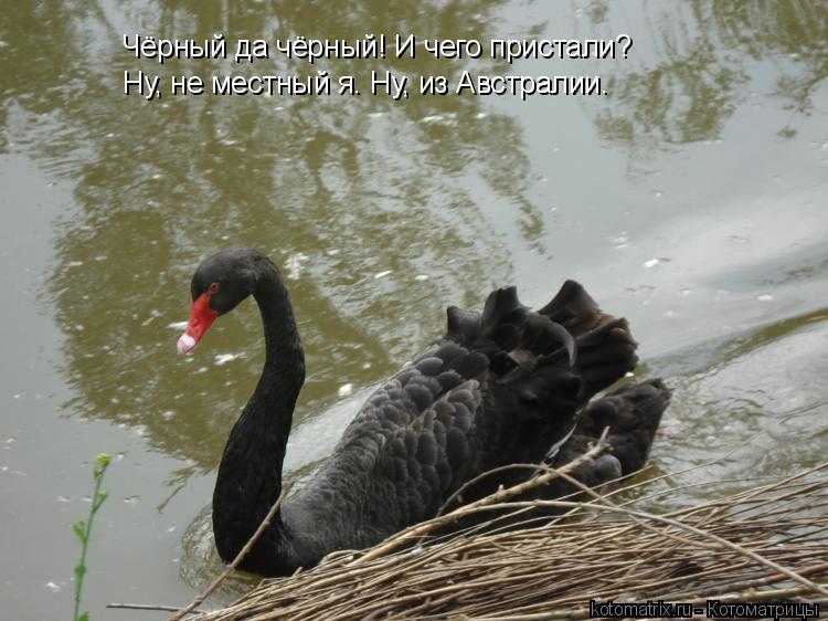 Котоматрица: Чёрный да чёрный! И чего пристали? Ну, не местный я. Ну, из Австралии.