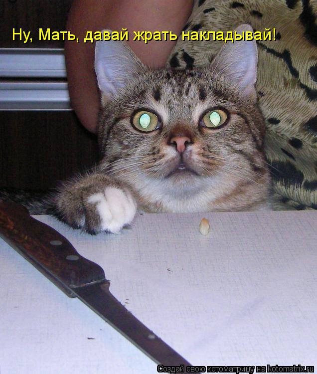Котоматрица: Ну, Мать, давай жрать накладывай!