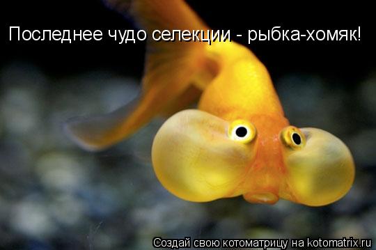 Последнее чудо селекции - рыбка-хомяк!... Котоматрица: Последнее чудо селекции - рыбка-хомяк!