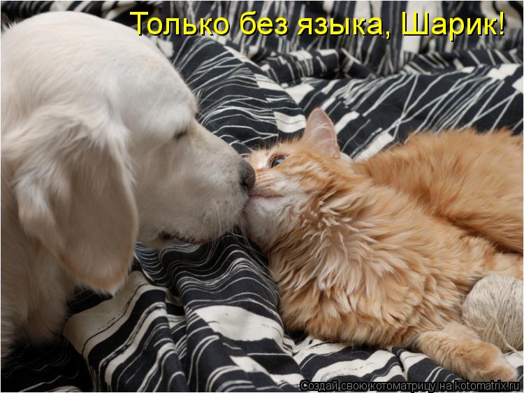 Только без языка, Шарик!... Котоматрица: Только без языка, Шарик!