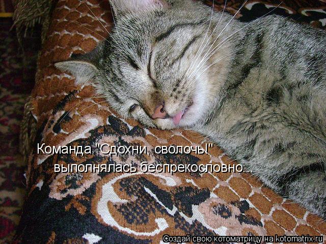Команда "Сдохни, сволочь!" выполнялась беспрекословно...... Котоматрица: Команда "Сдохни, сволочь!" выполнялась беспрекословно...