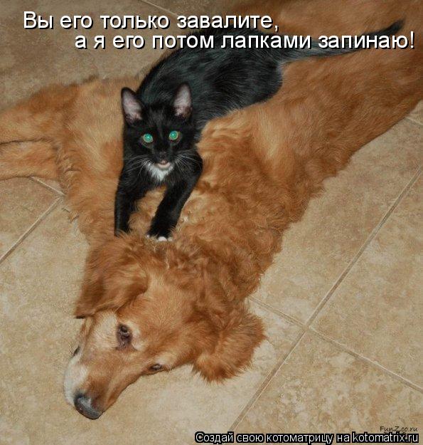 Вы его только завалите, а я его потом лапками запинаю!... Котоматрица: Вы его только завалите, а я его потом лапками запинаю!