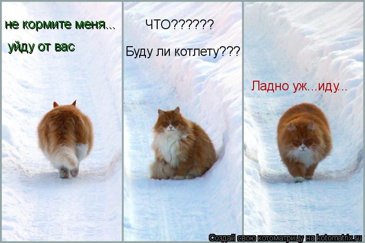 не кормите меня... уйду от вас ЧТО?????? Буду ли котлету??? Ладно уж...иду...... Котоматрица: не кормите меня... уйду от вас ЧТО?????? Буду ли котлету??? Ладно уж...иду...