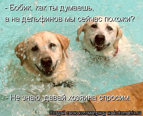 - Бобик, как ты думаешь, а на дельфинов мы сейчас похожи? - Не знаю. давай хозяина спросим.... Котоматрица: - Бобик, как ты думаешь, а на дельфинов мы сейчас похожи? - Не знаю. давай хозяина спросим.