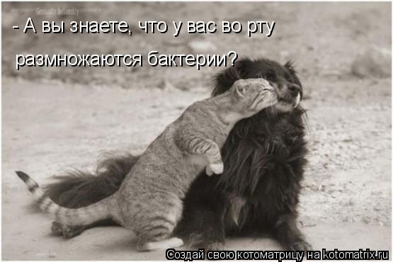 - А вы знаете, что у вас во рту размножаются бактерии?... Котоматрица: - А вы знаете, что у вас во рту размножаются бактерии?
