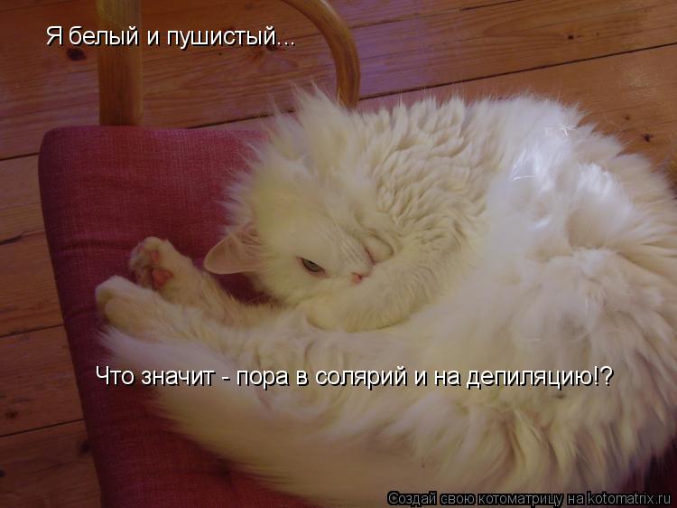 Я белый и пушистый... Что значит - пора в солярий и на депиляцию!?... Котоматрица: Я белый и пушистый... Что значит - пора в солярий и на депиляцию!?